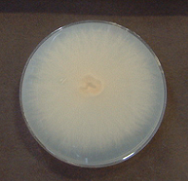 Trichaptum abietinum2(HIA-4955)